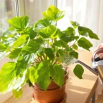 asso pilea ne pousse pas