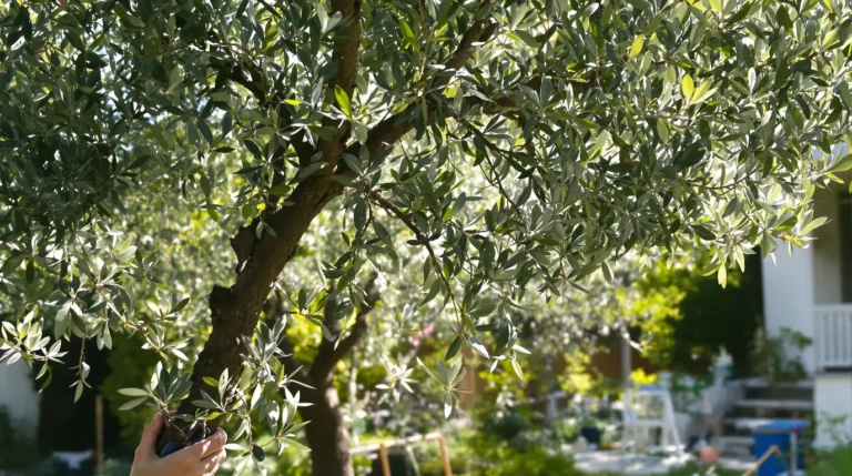 quand et comment tailler un olivier